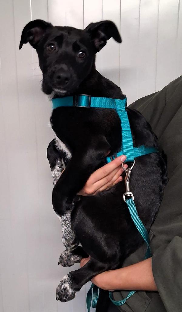 ELETTRA CUCCIOLA Foto 5